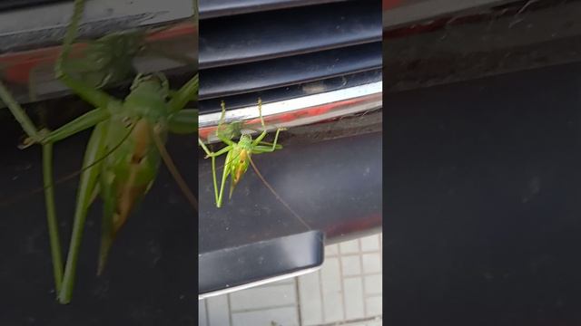 Кузнечик- полировщик авто . смотреть онлайн