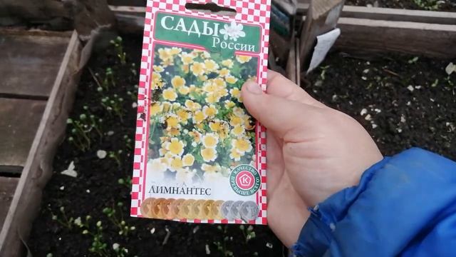 Лимнантес, обзор семян, посев.