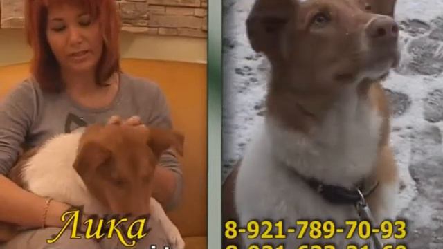 щенки, кошки смотреть онлайн