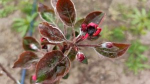 Жук Вредитель в САДУ - Оленка/Аленка или Бронзовая мохнатка.