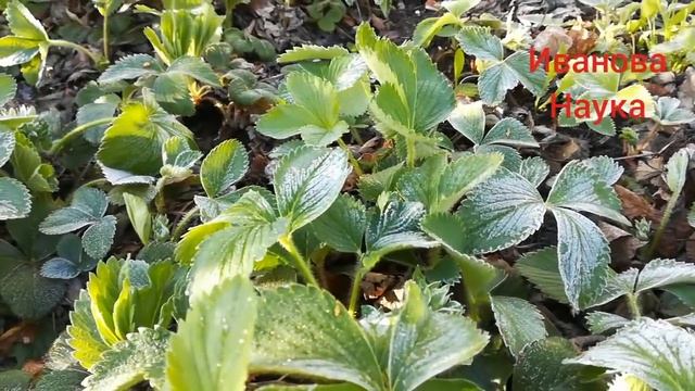 Скорая помощь саду и огороду от заморозков. смотреть онлайн