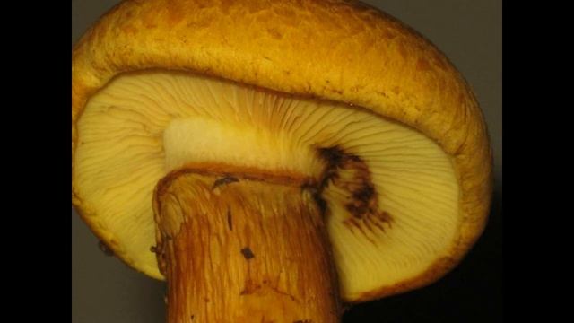 Gymnopilus Junonius