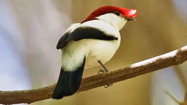 Rare Araripe Manakin смотреть онлайн