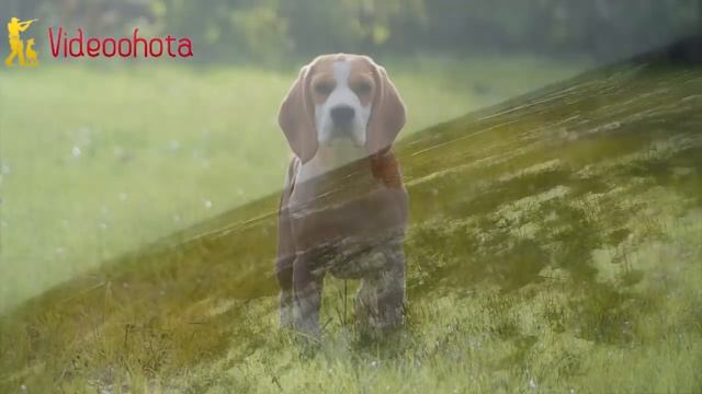 Как ПРАВИЛЬНО охотиться с гончими на зайца? Videoohota смотреть онлайн