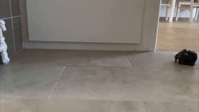 Cat Meets Anki Vector Robot ?? | Mittens Teaspoon