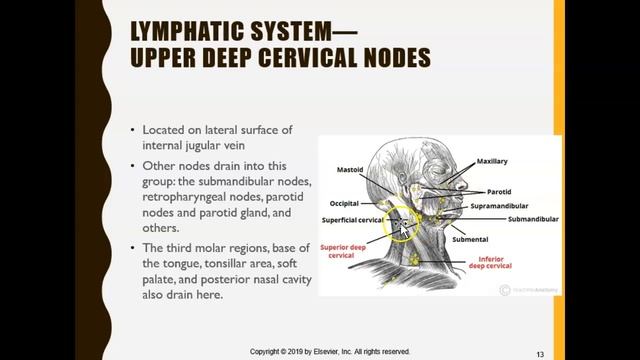 Chapter 35: Lymphatics and spread of dental infection Part 2 смотреть онлайн