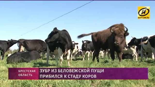 Зубр прибился к стаду коров в Кобринском районе смотреть онлайн