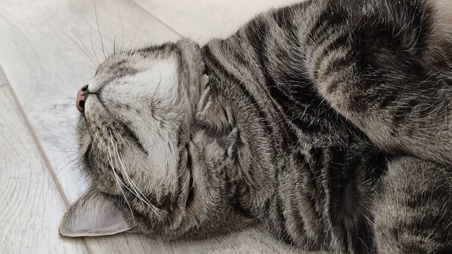 Кошкино блаженство.
+ Небольшое слайд-шоу.