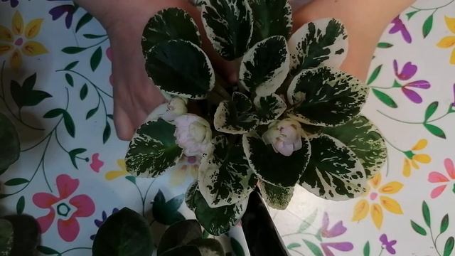 Сортовая фиалка ЛЕ-Элли смотреть онлайн