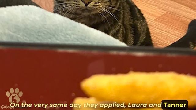 Sad Cat Changed After Finding His Owner The Before and After Photos are impressive смотреть онлайн