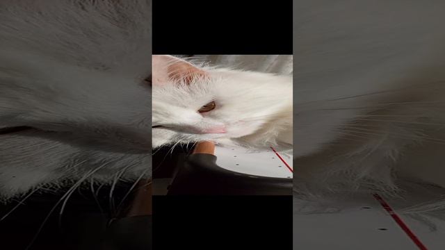 Кошка спит На Солнце. смотреть онлайн
