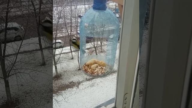 Покорми птиц зимой!!! смотреть онлайн