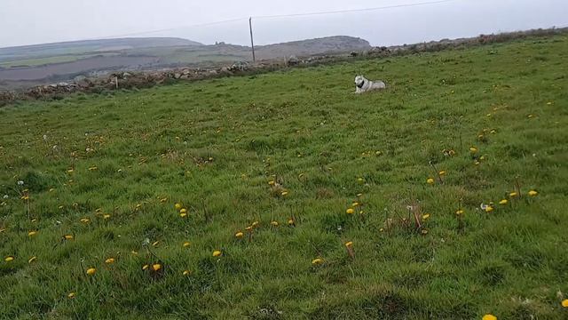 The boys, frolicking in the fields! смотреть онлайн