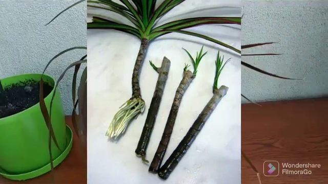 Драцена догляд. смотреть онлайн