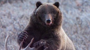 ГРИЗЛИ против БЕГЕМОТА ! КТО СИЛЬНЕЕ ?