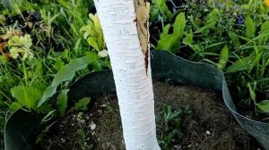 Спасаем лопнувший ствол черевишни