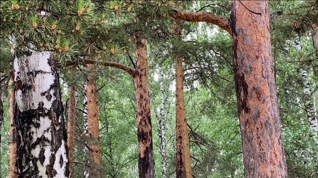 В лесу после дождя. Пение птиц, красивая музыка. смотреть онлайн