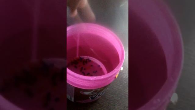 Выращивание биогеля. смотреть онлайн