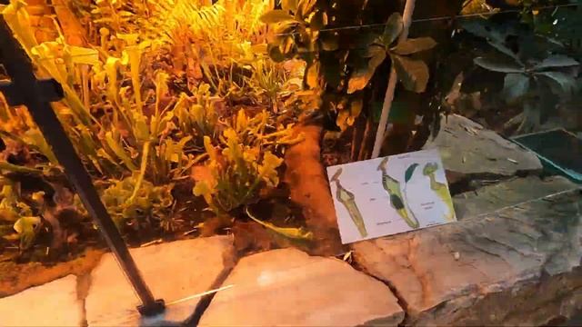 Palm greenhouse in Poznan, Poznanska Palmiarnia: Poland 2022 смотреть онлайн