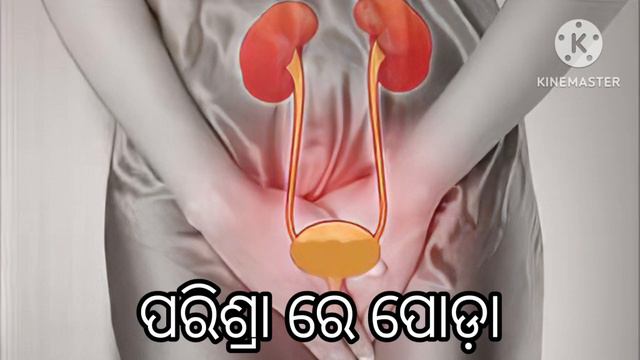 ସୁଗନ୍ଧରାଜ ଫୁଲ ଗଛର ଔଷଧିୟ ଗୁଣ।Crape Jasmine In Odia, Gardenia Jasminoides,