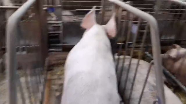 //Мать бросила своих сыновей-посадили в одиночьку//Как и где живут сиротки// смотреть онлайн