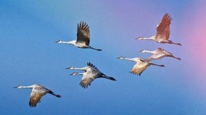 Звук журавля, какие звуки издают журавли, пение журавля