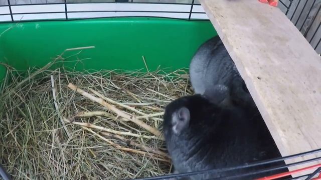 Шиншиллы Пушистые Очаровашки!!!///Что это за зверек???///Шиншилла///Шиншилла домашняя///Куклы Лол смотреть онлайн