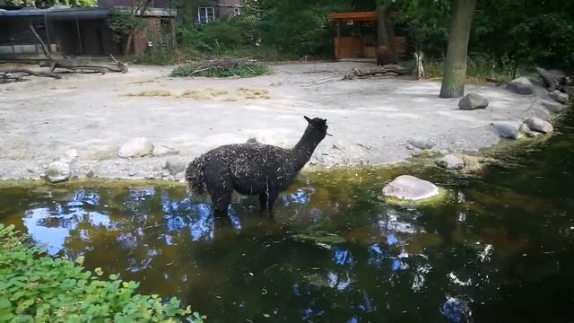 Baby lama eating branch смотреть онлайн