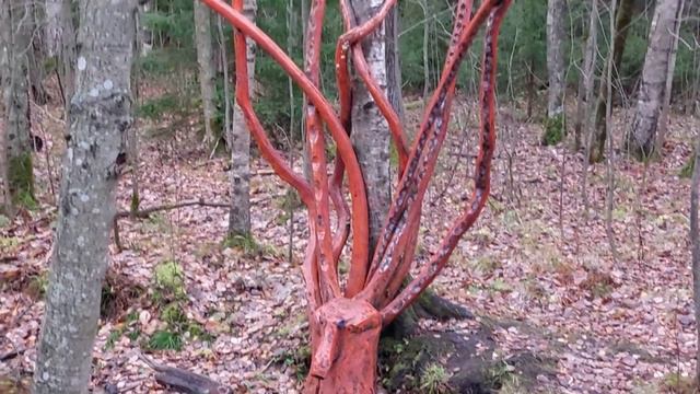 Змея и осьминог на дороге к Янино. Ржевский лесопарк. смотреть онлайн