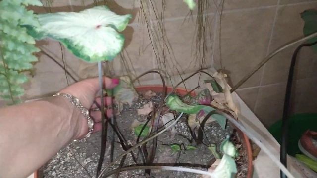 Каладиумы и Адениумы - уходим на период покоя принудительно.... смотреть онлайн