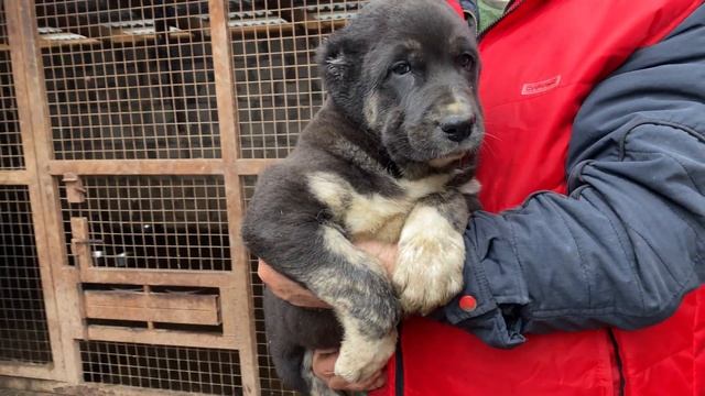 Щенки Барыня*Пельмень/Магадан.БУЛЬДОЗЕР,ТОПАЗ линии.Чёрного Барона внуки.САО/алабай.FCI.+7915778778 смотреть онлайн