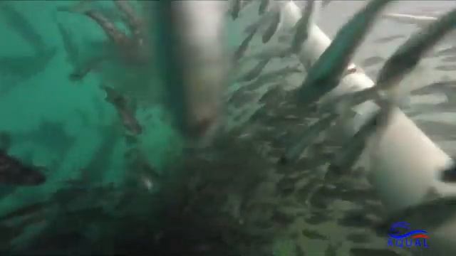 Аудит рыбной фермы УЗВ на 300 тонн форели: проверьте нет ли у вас данных проблем на ферме?! смотреть онлайн