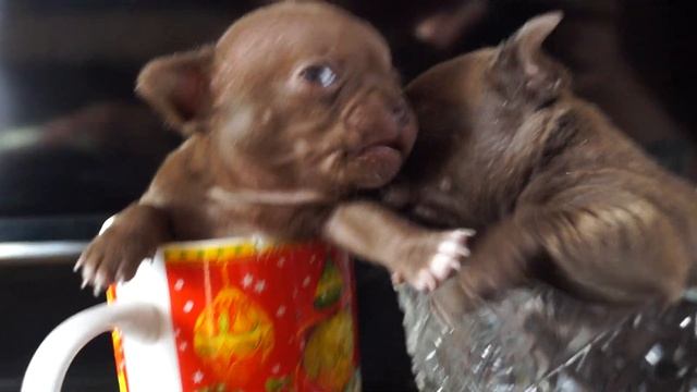 !!!ПРОДАЖА!!!ЩЕНКИ ЧИХУАХУА, РЕДКИЙ И КРАСИВЫЙ ШОКОЛАДНЫЙ ОКРАС!!! смотреть онлайн