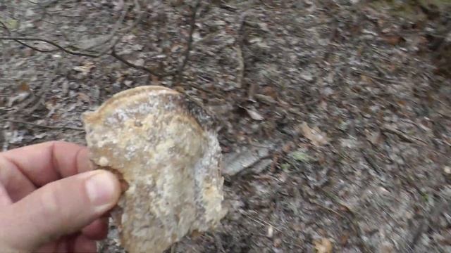 Битые или Горячие пиксели видеокамера panasonic v700