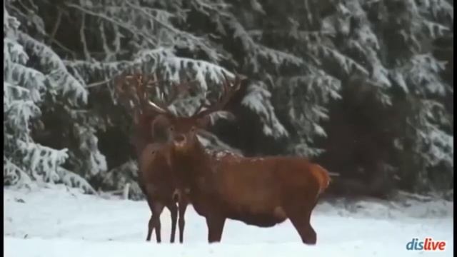 Все мы бабы стервы.ВЕЗИ МЕНЯ АЛЕНЬ смотреть онлайн