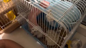 ПРИНИМАЕМ РОДЫ У ДЖУНГАРСКОГО ХОМЯЧКА