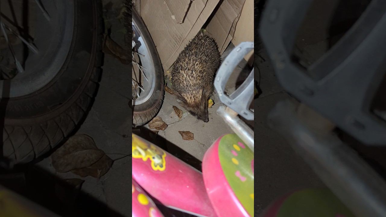 ко мне пришел Ёжик #милота #shorts смотреть онлайн