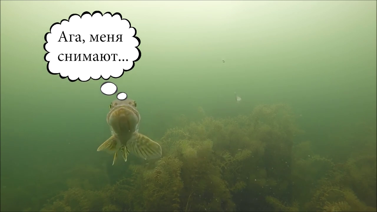 Рыбалка на жерлицы. Атаки щуки на мелководье. Подводная камера. смотреть онлайн