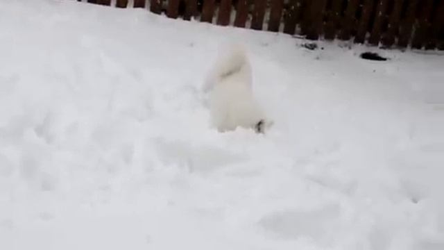 Айну (Хоккайдо) играет на снегу