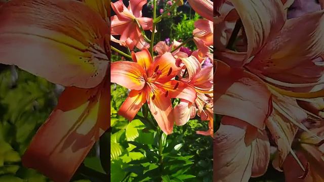 Мой цветник на даче который цветет до поздней осени! смотреть онлайн