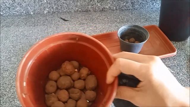 Plantando Senecio Crassissimus