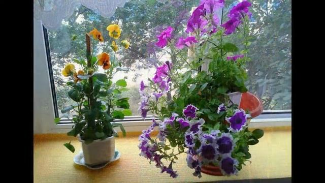 ПОЧЕМУ ЖЕЛТЕЮТ ЛИСТЬЯ? WHY DO LEAVES TURN YELLOW? смотреть онлайн