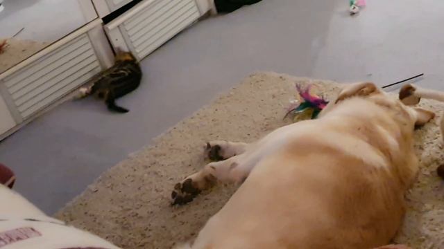 Сезон подготовки пеларгоний на зимовку/Обрезка оливы/Нуазетт и Мегги подружились! смотреть онлайн