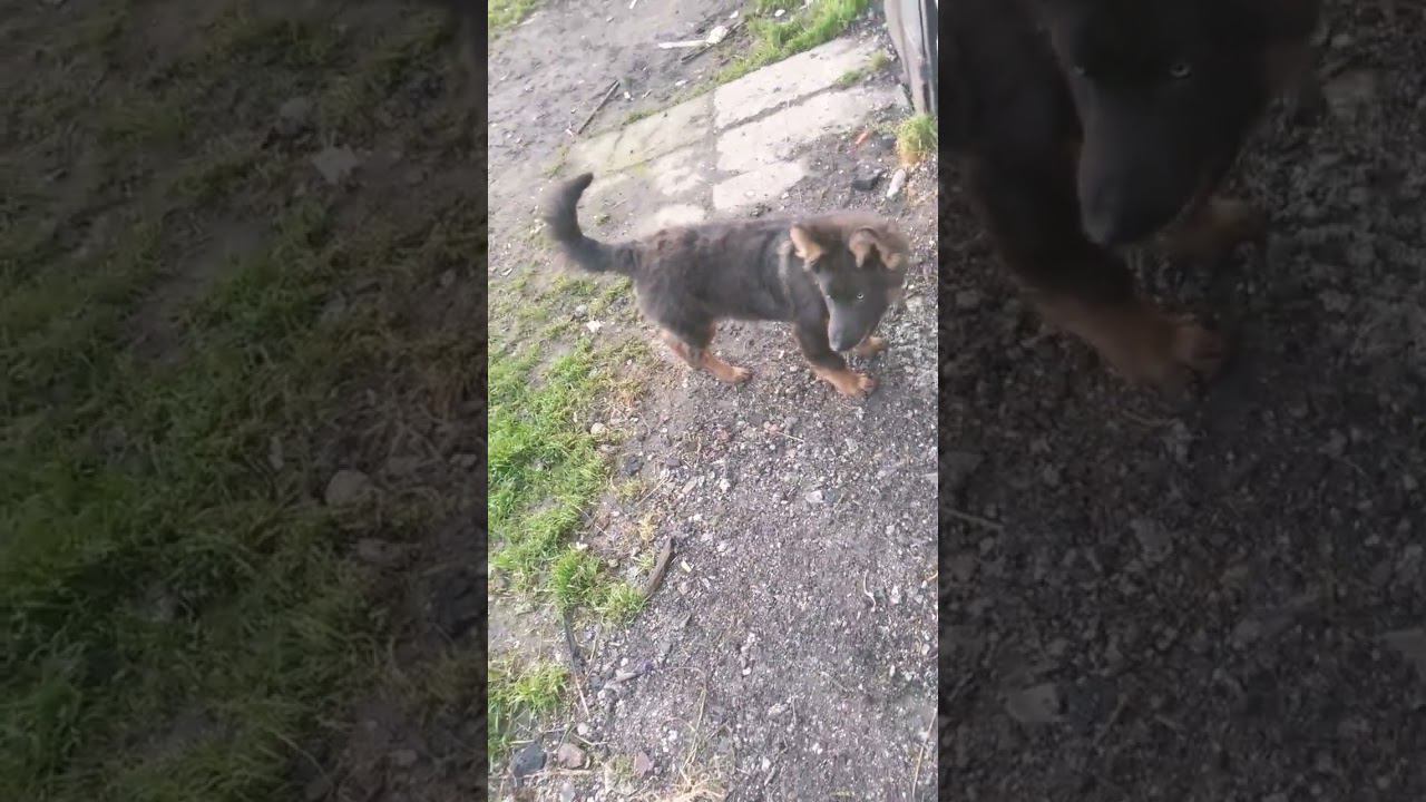 ▷Милый песик что-то нашел◁ смотреть онлайн