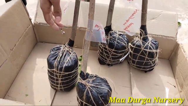 Kolkata (west bengal) customer unboxing some mango plants review смотреть онлайн