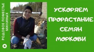 Как ускорить всхожесть семян моркови.