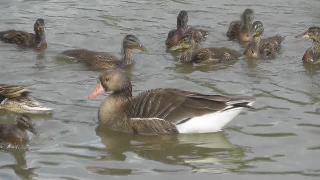 Белолобый гусь ( Anser albifrons ) смотреть онлайн