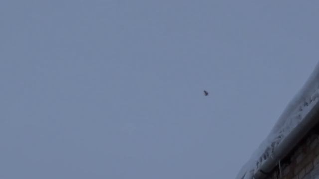 06/01/19г. полёт голубей смотреть онлайн