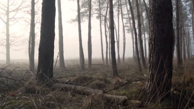 ТЕЛЕЦ - АСТРОЛОГИЯ ДЛЯ ВСЕХ смотреть онлайн