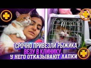 Срочно отправили мне Рыжика, у него отказывают лапки? он плохо ест и что то с суставами.